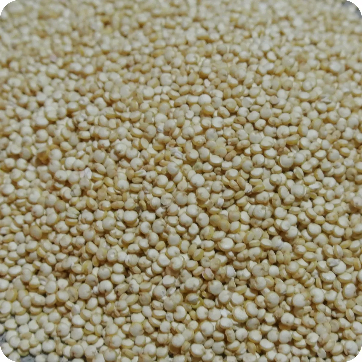 Quinua agroecológica de Bolivia. 500 Gr.